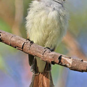 Ash-throated Flycatcher